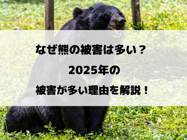 熊の駆除反対は頭おかしい？被害が多いのになぜクレーム殺到なのか徹底解説！