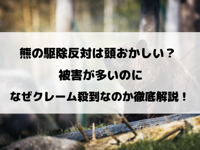 熊の駆除反対は頭おかしい？被害が多いのになぜクレーム殺到なのか徹底解説！